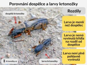 Rozdíly mezi dospělou krtonožkou a její larvou